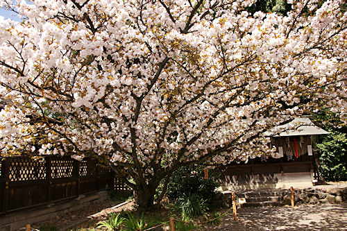 平野神社の桜　大内山