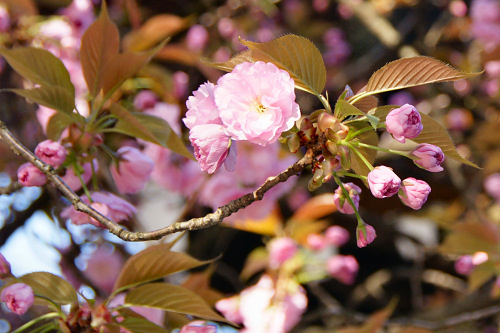 おけさ　平野神社の桜