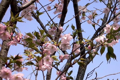 朱雀　平野神社の桜