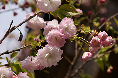 平野神社の桜　松月