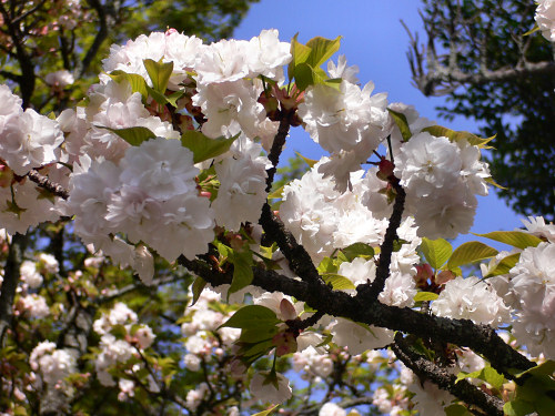 虎の尾　平野神社の桜