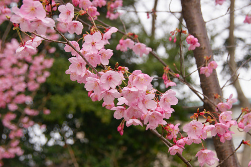 陽光　平野神社の桜