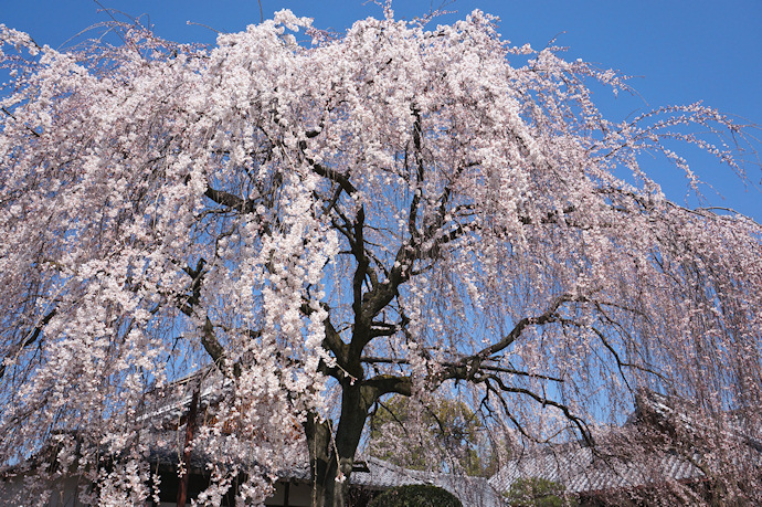 本満寺の枝垂れ桜