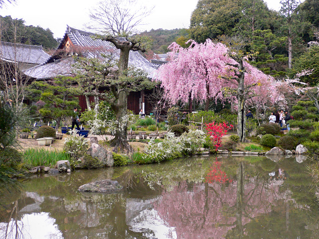 法金剛院の待賢門院桜と浄土式庭園