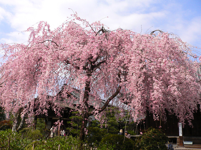 待賢門院桜