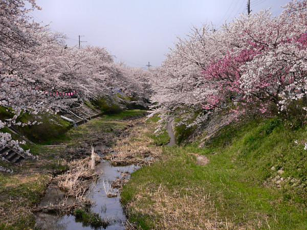 井手・玉川の桜