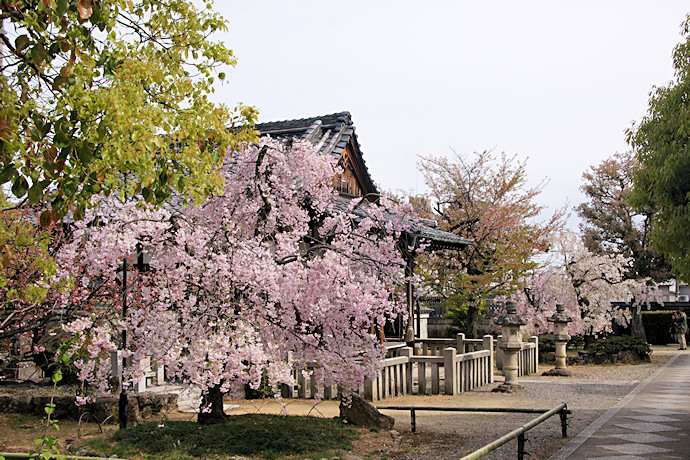 上品蓮台寺の枝垂れ桜