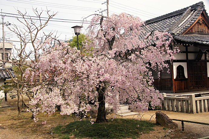 上品蓮台寺の枝垂れ桜