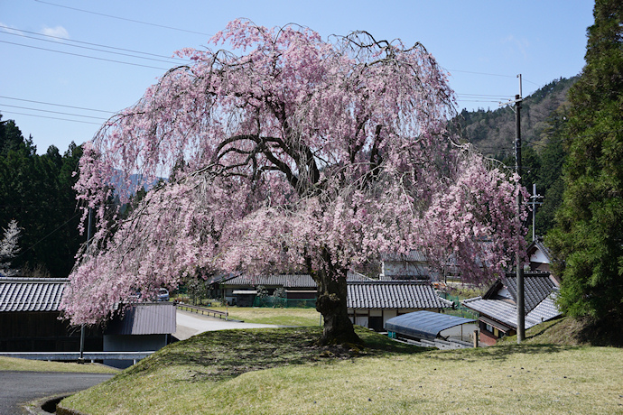 常照皇寺門前の枝垂れ桜