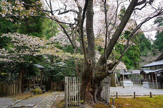 常照皇寺の左近の桜