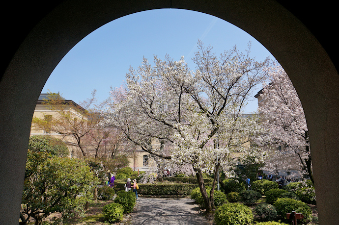 府庁旧本館中庭の桜