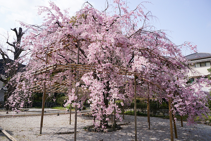 渉成園（枳穀邸）の八重紅枝垂れ桜
