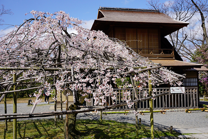 傍花閣前の枝垂れ桜