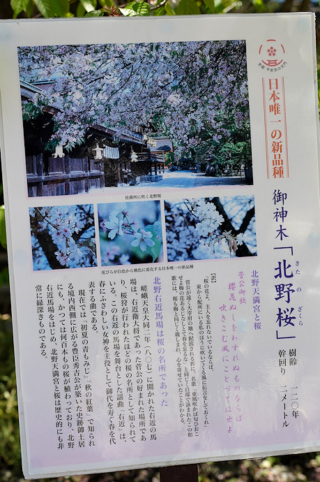 北野桜説明板