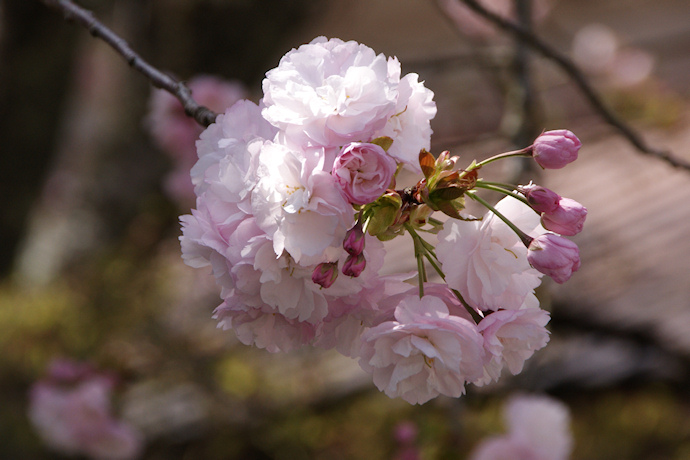 春日神社・松月桜