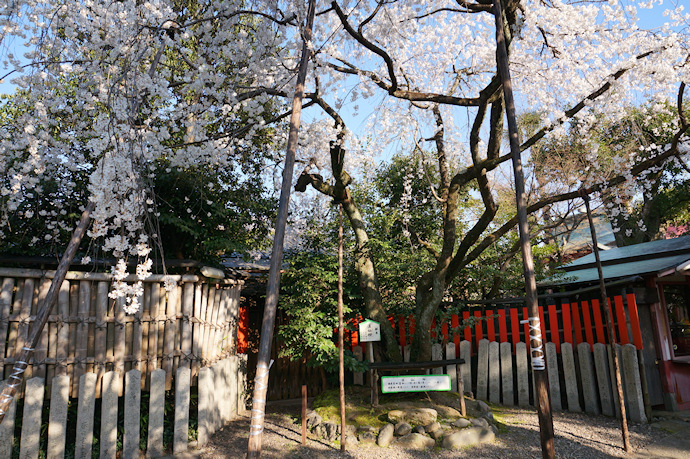 車折神社の渓仙桜
