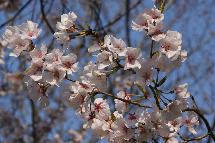 府立植物園・越の彼岸桜