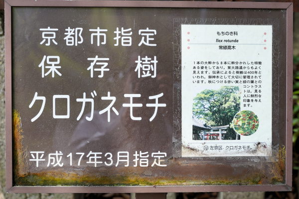 京都市指定保存樹クロガネモチ
