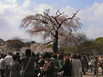円山公園枝垂れ桜の混雑