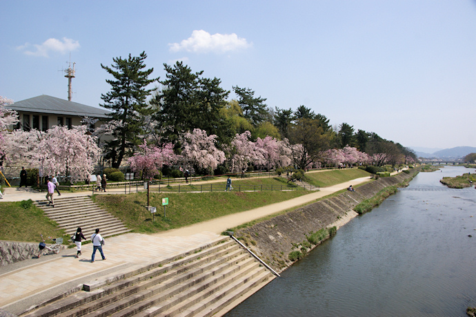 賀茂川と半木の道の桜
