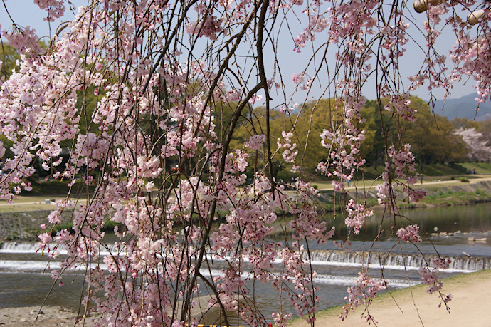 半木の道の枝垂れ桜と賀茂川