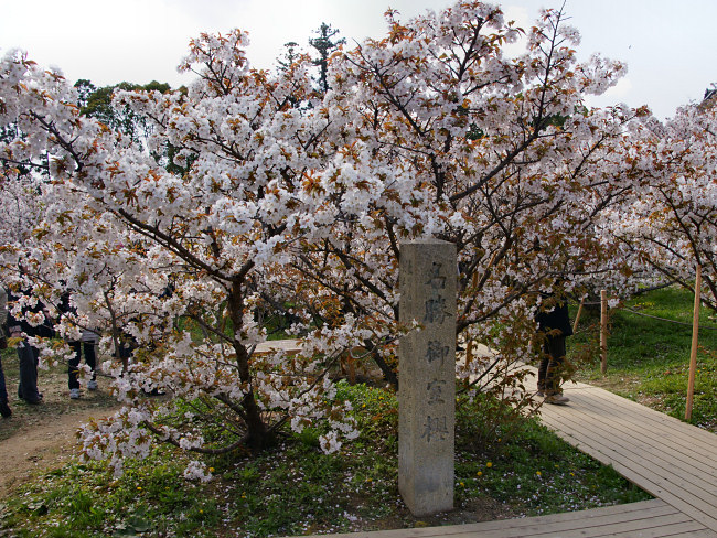 名勝　御室桜