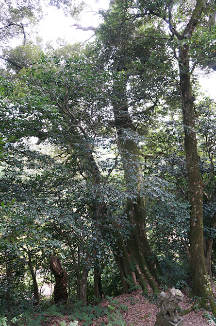 延利高森神社のエノキ