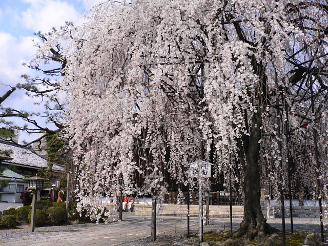 千本釈迦堂の阿亀桜
