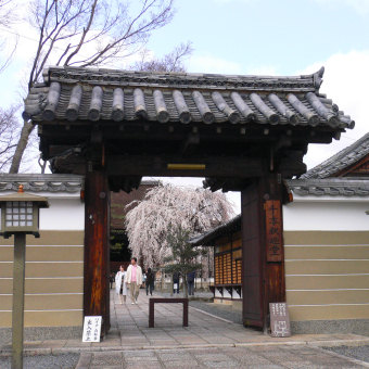 千本釈迦堂の阿亀桜
