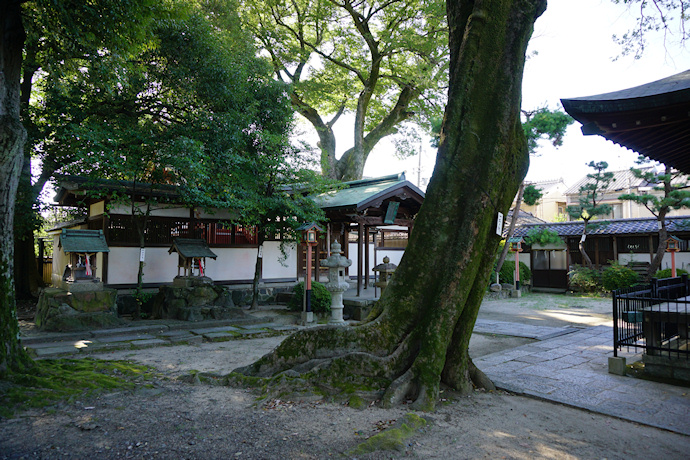 三宮神社のムクノキ・エノキ