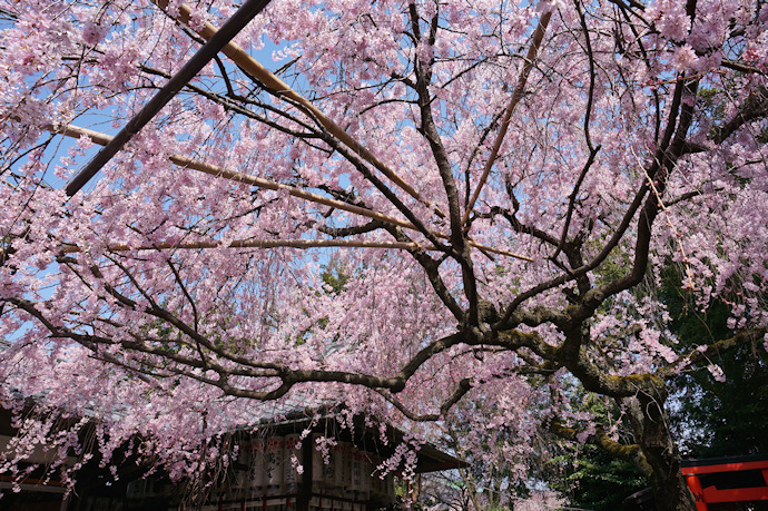 水火天満宮の枝垂れ桜
