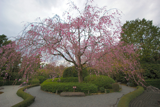妙心寺・退蔵院の紅枝垂れ桜