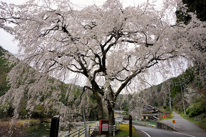 魚ヶ渕の枝垂れ桜