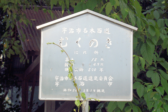 蔵林寺のムクノキ　標識