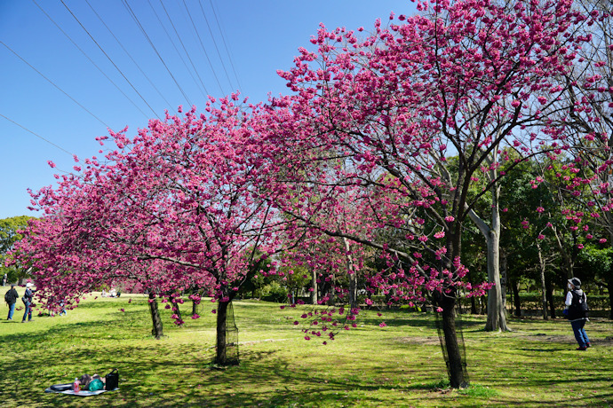 大仙公園の寒緋桜