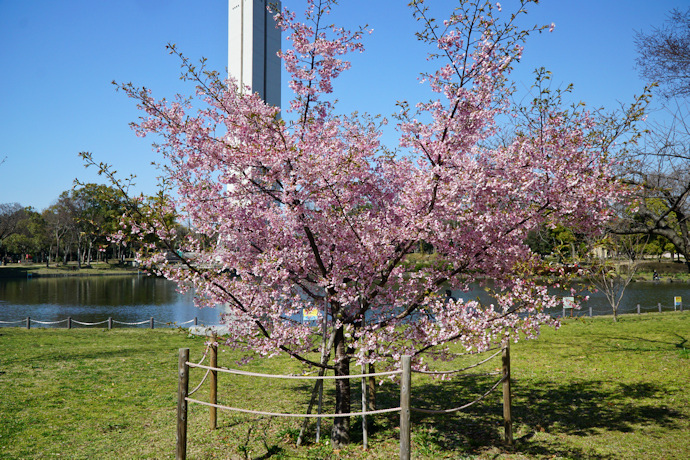 大仙公園の大漁桜