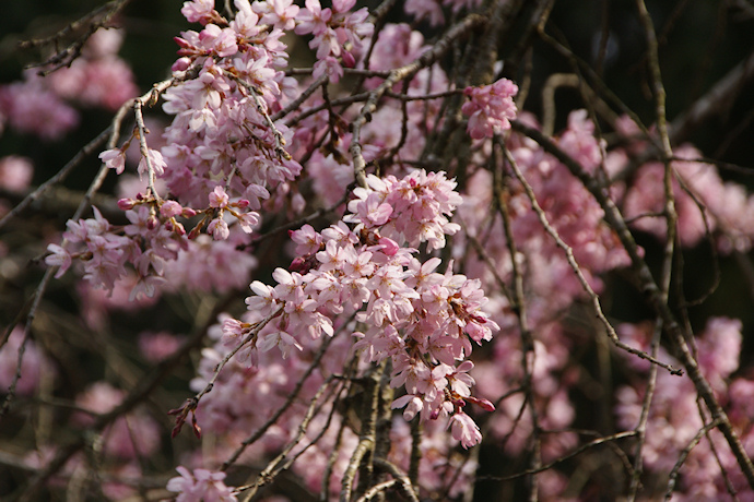 弘川寺の隅屋桜