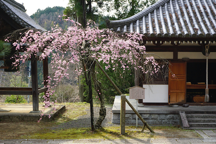 弘川寺の隅屋桜