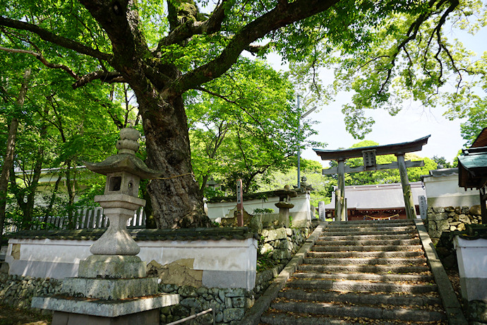 積川神社のムクノキ