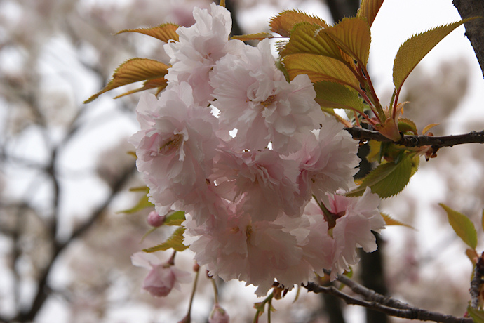 造幣局の桜の通り抜け ４