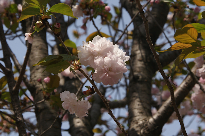 箒桜