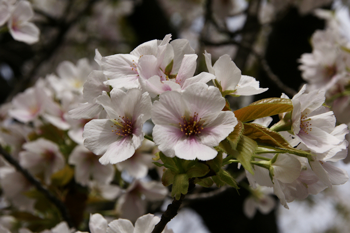 匂桜