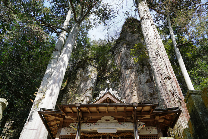 巌石神社のヒノキ・スギ