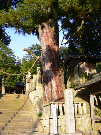 石部神社の門杉