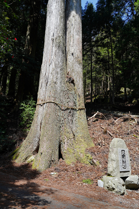 岩上神社の夫婦杉