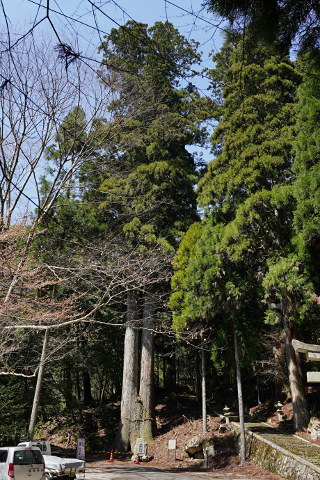 岩上神社の夫婦杉
