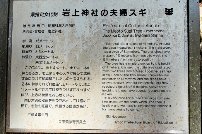 岩上神社の夫婦スギ説明板