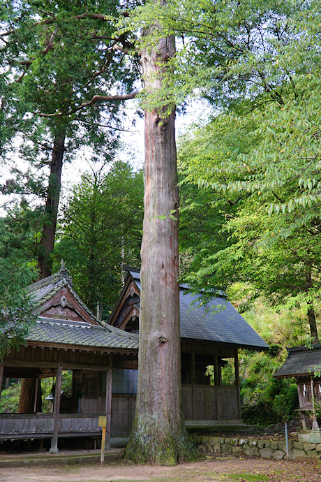 門田神明神社のヒノキ