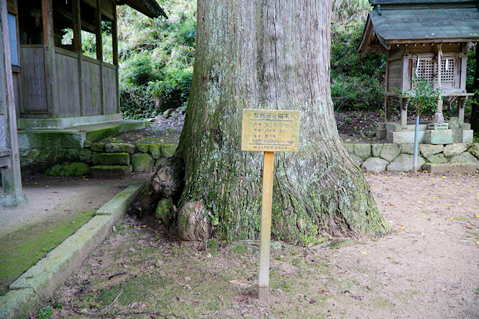門田神明神社のヒノキ