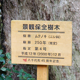 景観保全樹木標識